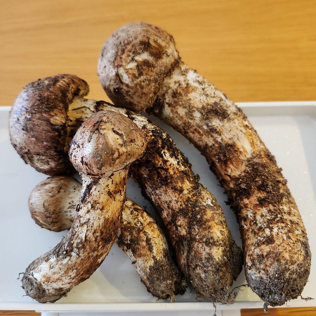 10/17朝採れ　広島県産　松茸　253g