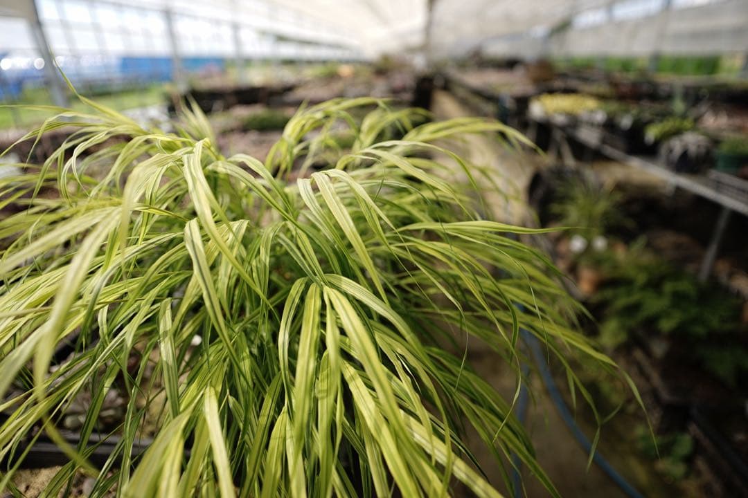 作例付き　TOKINA FiRIN 20mm F2 MF Eマウント　管mpr