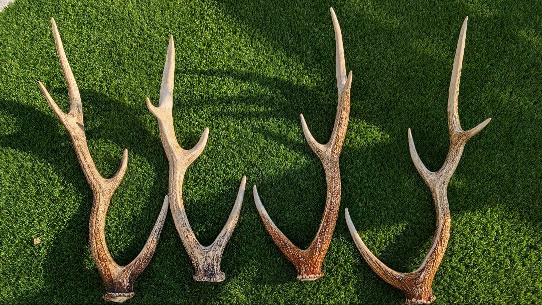 立派な鹿の角 2対　4本セット です！