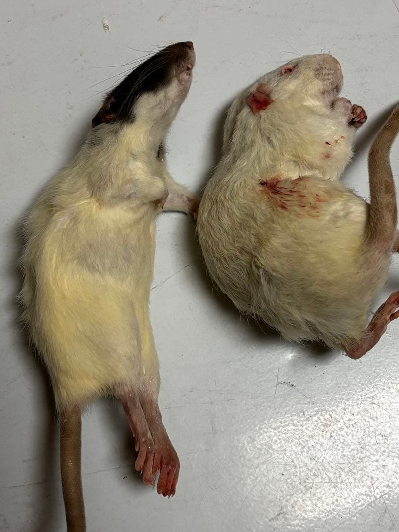 冷凍国産ラット