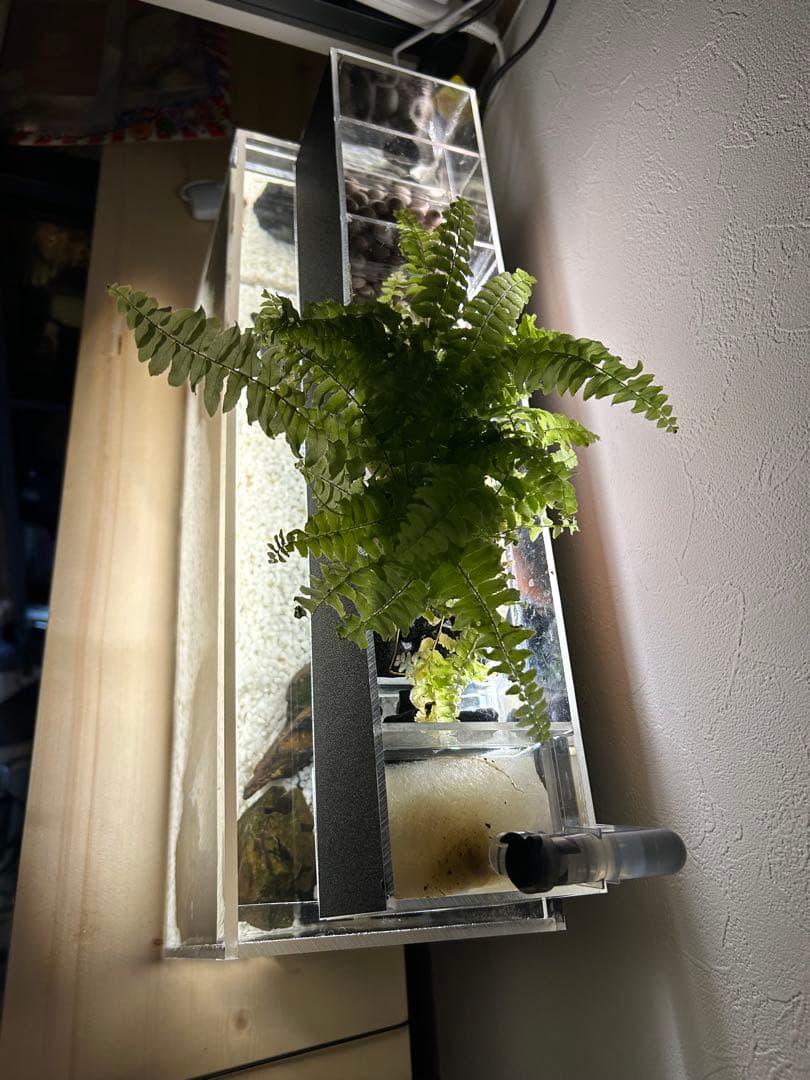 【格安】アクリル製ベタポニックス水槽