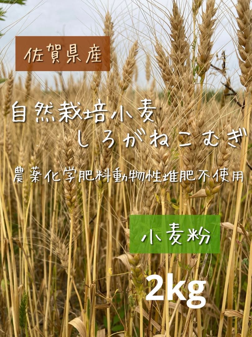 自然栽培小麦で作った挽きたて小麦粉 2kg シロガネコムギ