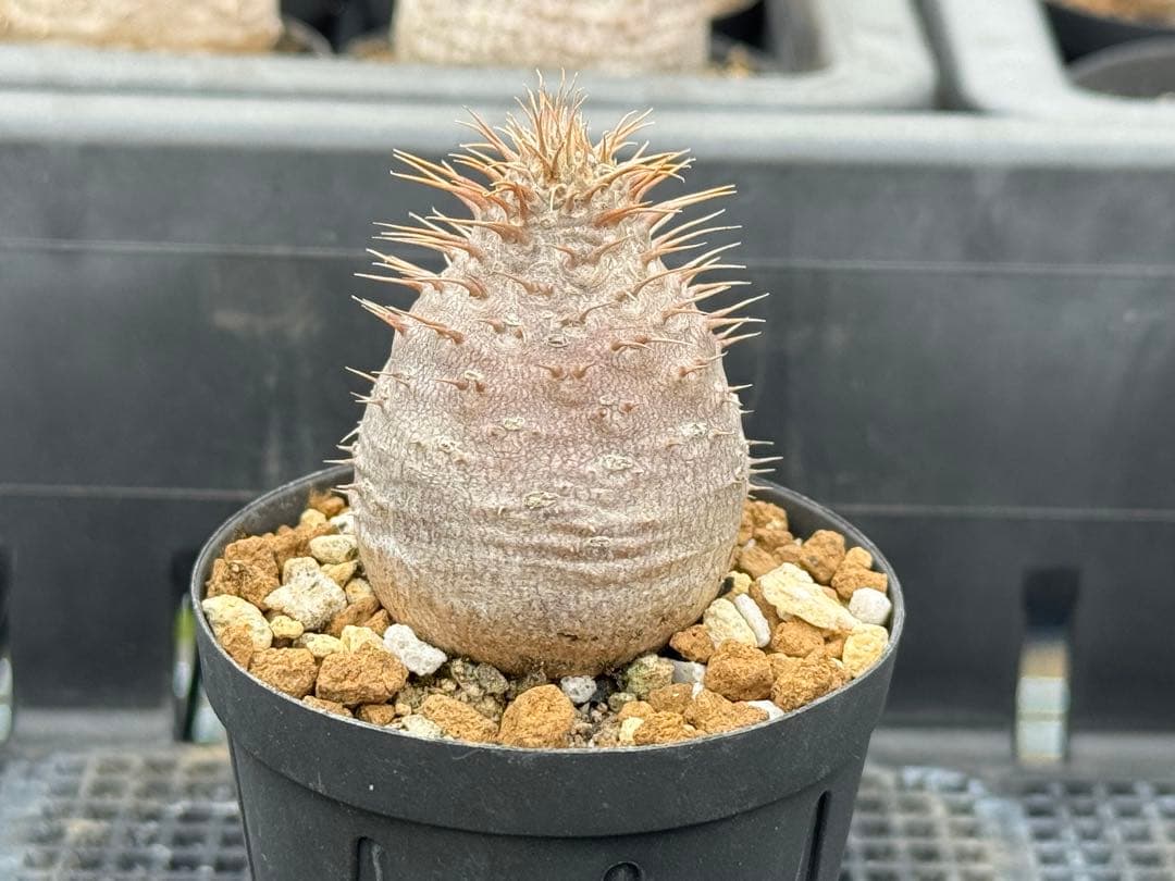 パキポディウム　グラキリス　実生