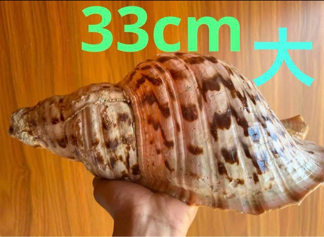 大形　法螺貝　33cm