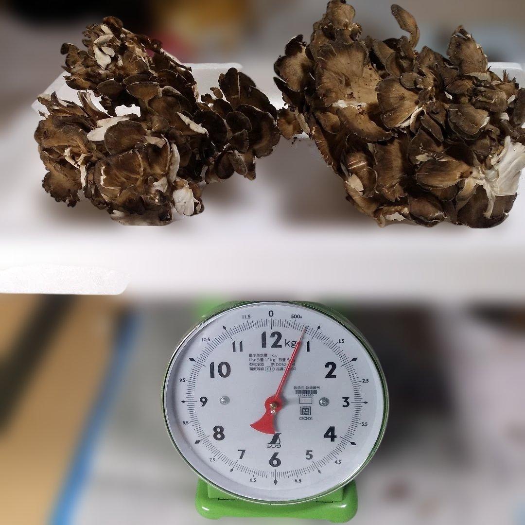 秋田県産 天然 舞茸 5kg