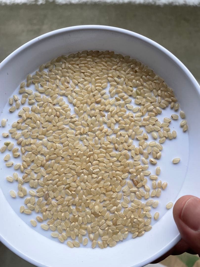 令和7年　ひとめぼれ玄米30k 送料無料