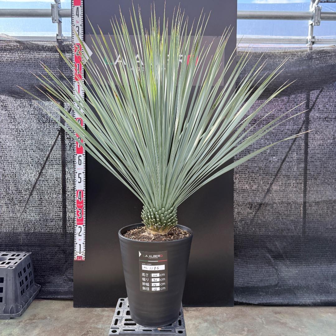 k*u様 【AL1186】ユッカ　ロストラータ　ランチョブルー