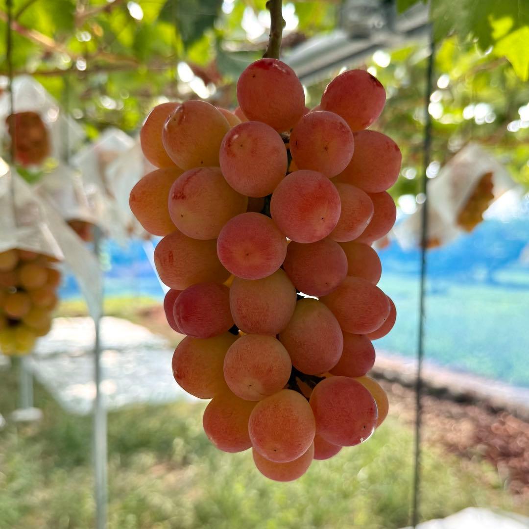 【山梨県限定品種】サンシャインレッド4房2kg以上 【産地直送】