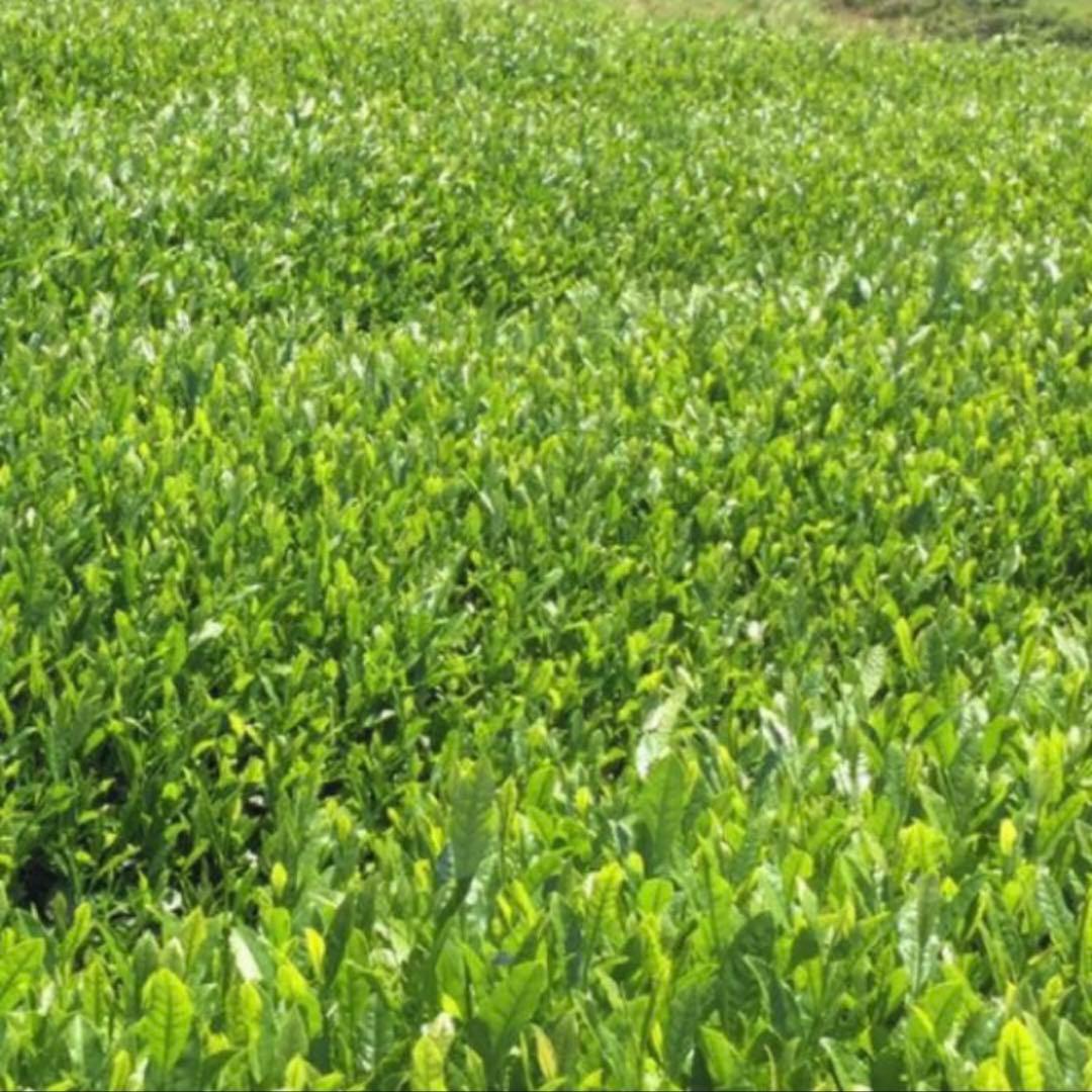 八女茶，緑茶(特上煎茶)1000円10袋　kurimi0531です。