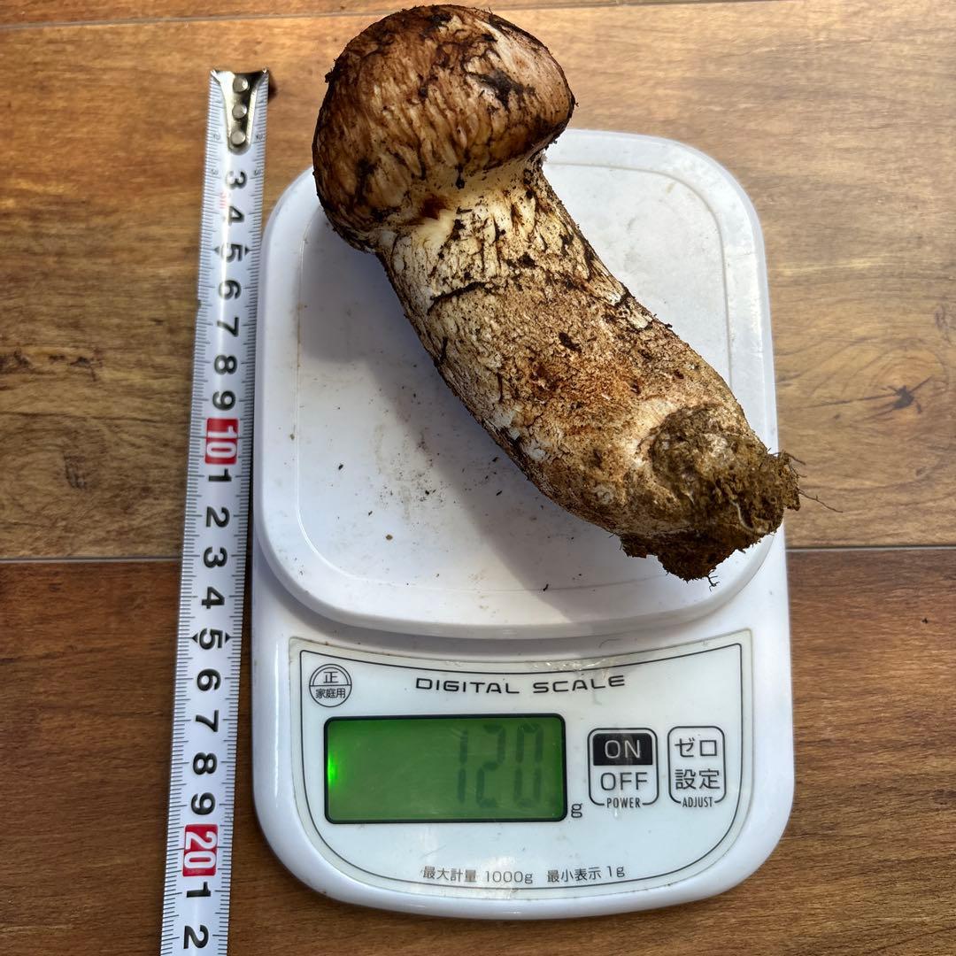 長野県南信州産‼️極上松茸 大1本120g 10/28朝採れ