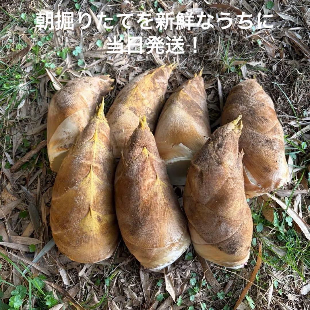 【朝掘り当日発送】 筍 2kg 農家直送 一足早い旬の味