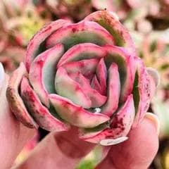 kunny専用ページ Mサイズ