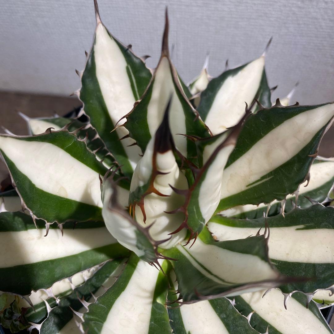 アガベ　ホリダ白中斑入　極上　初売2