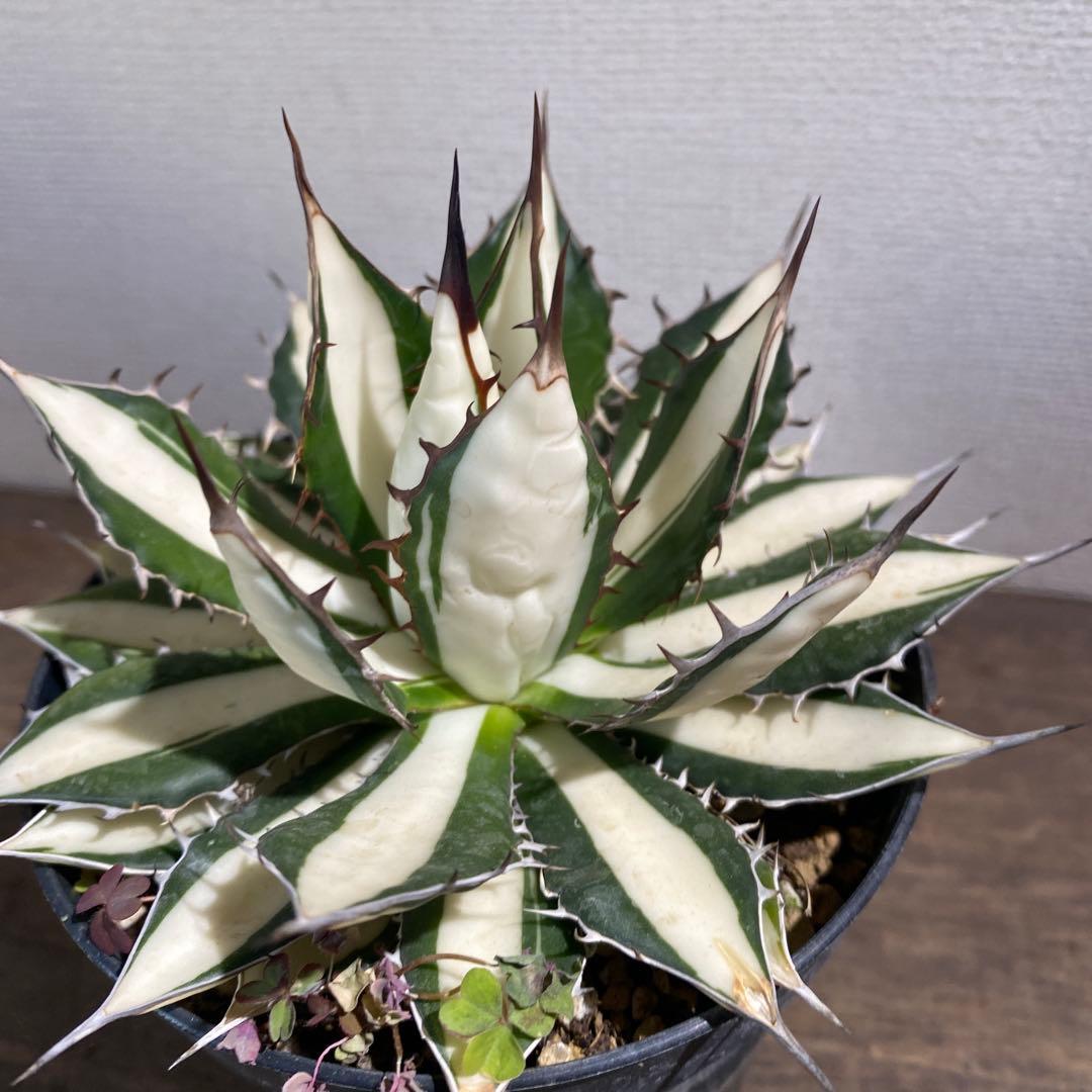 アガベ　ホリダ白中斑入　極上　初売2