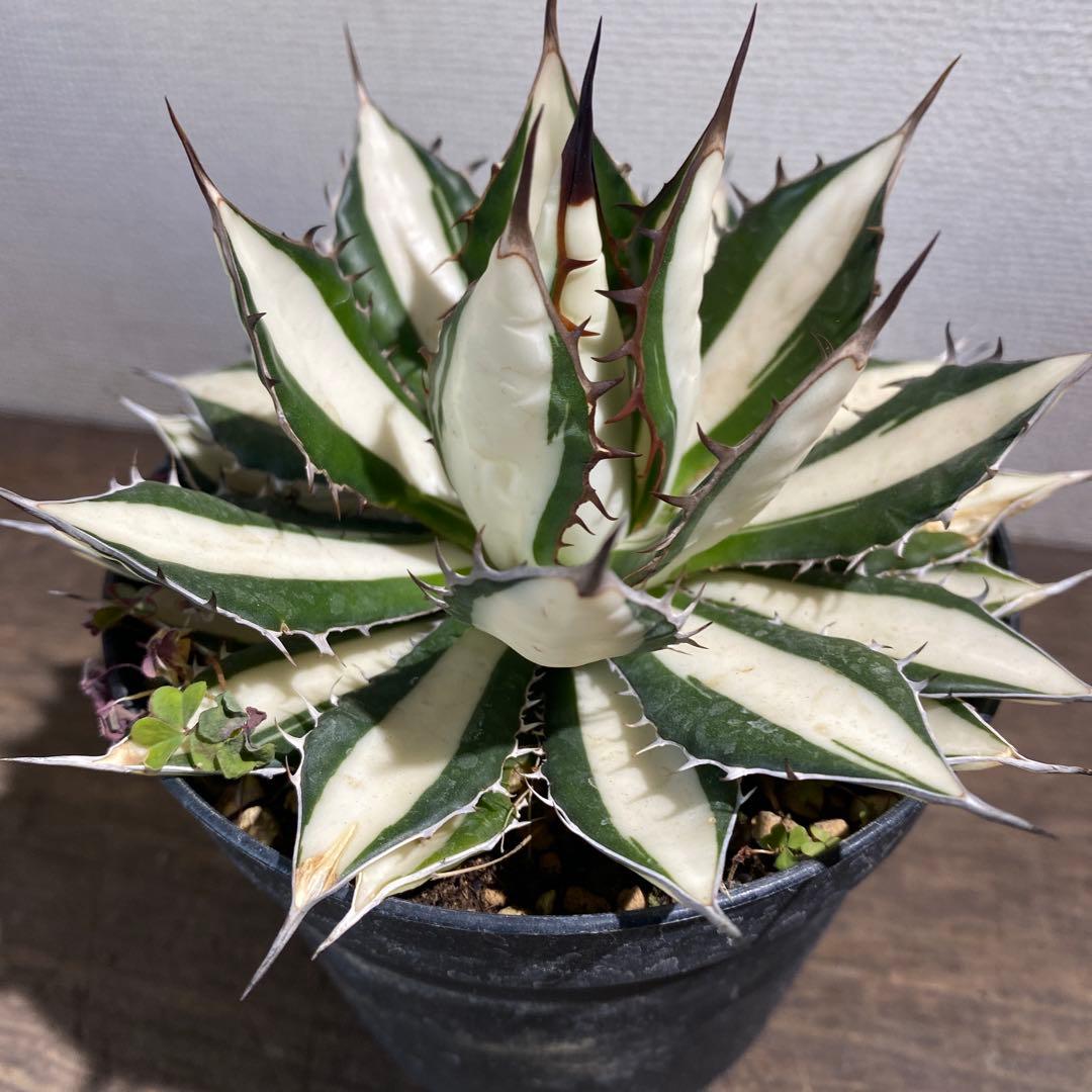 アガベ　ホリダ白中斑入　極上　初売2