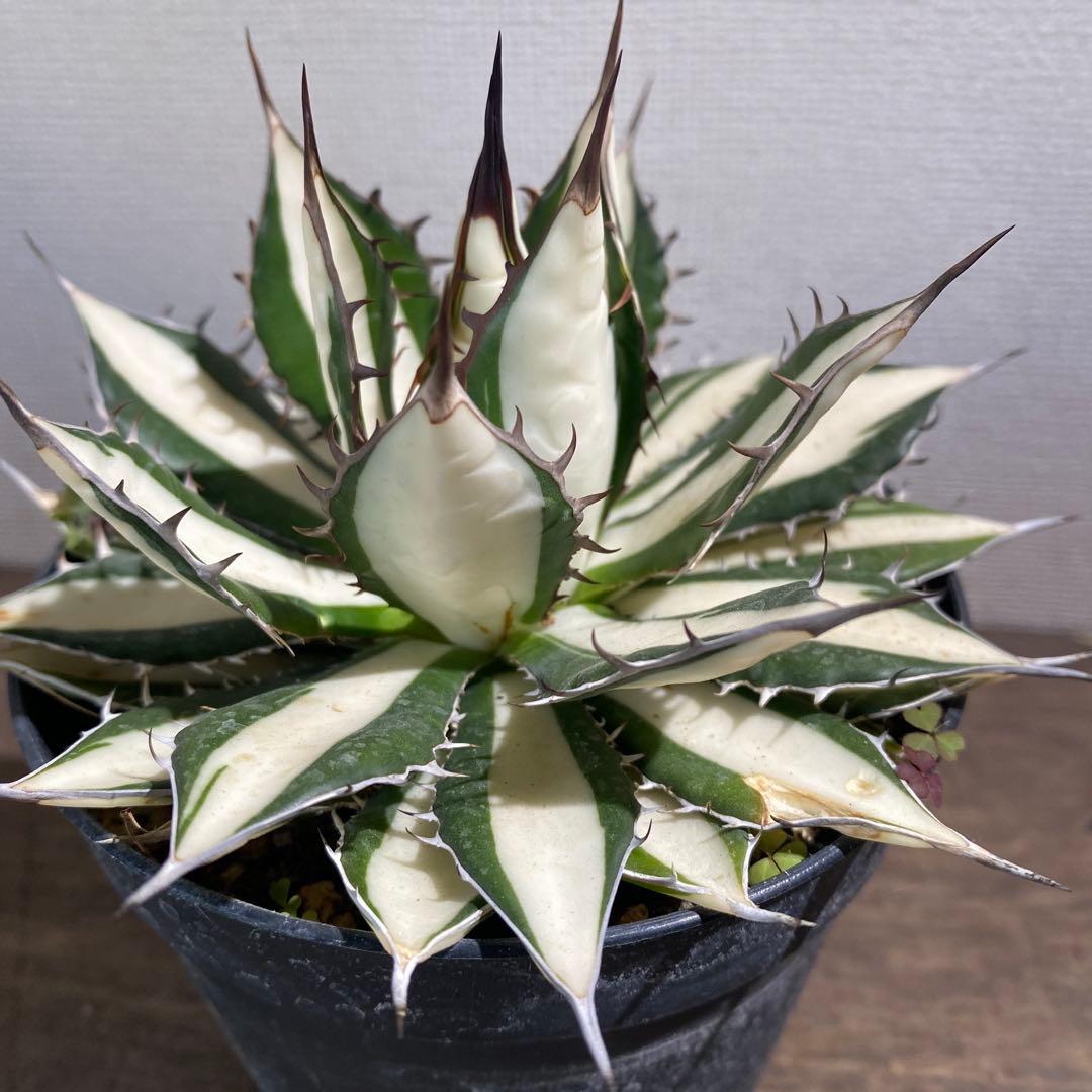 アガベ　ホリダ白中斑入　極上　初売2