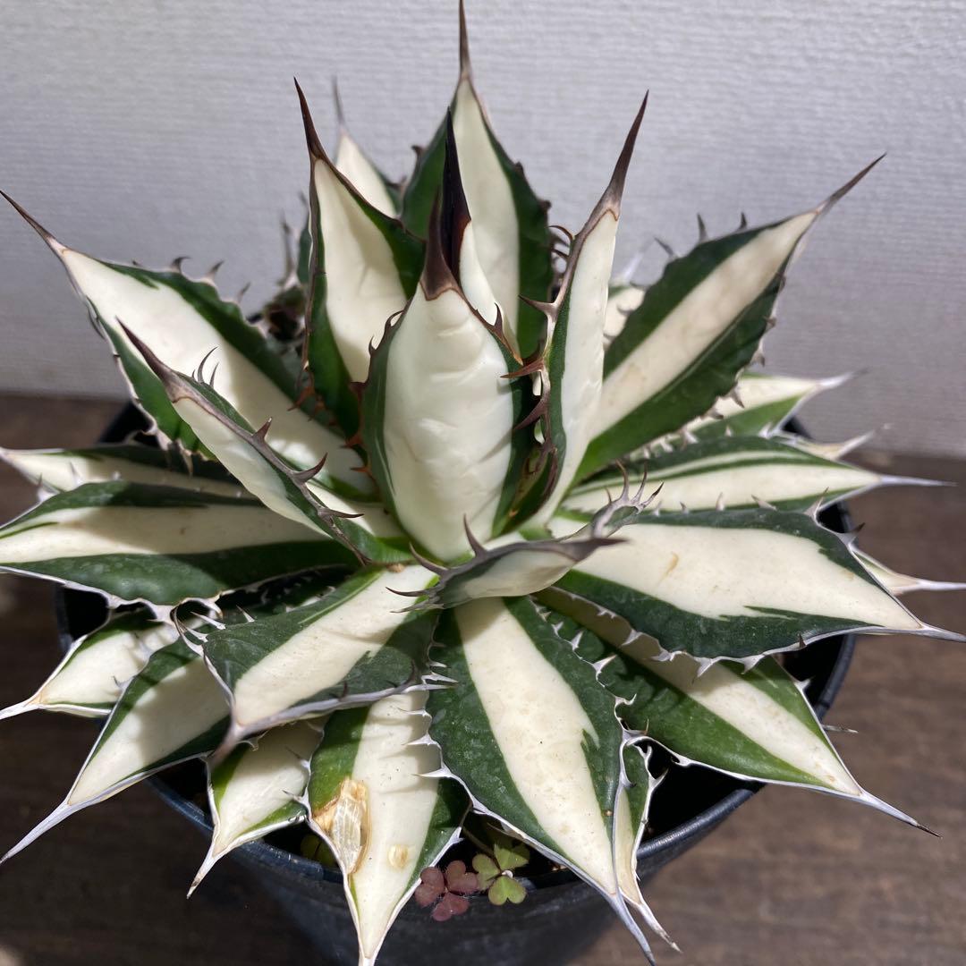 アガベ　ホリダ白中斑入　極上　初売2
