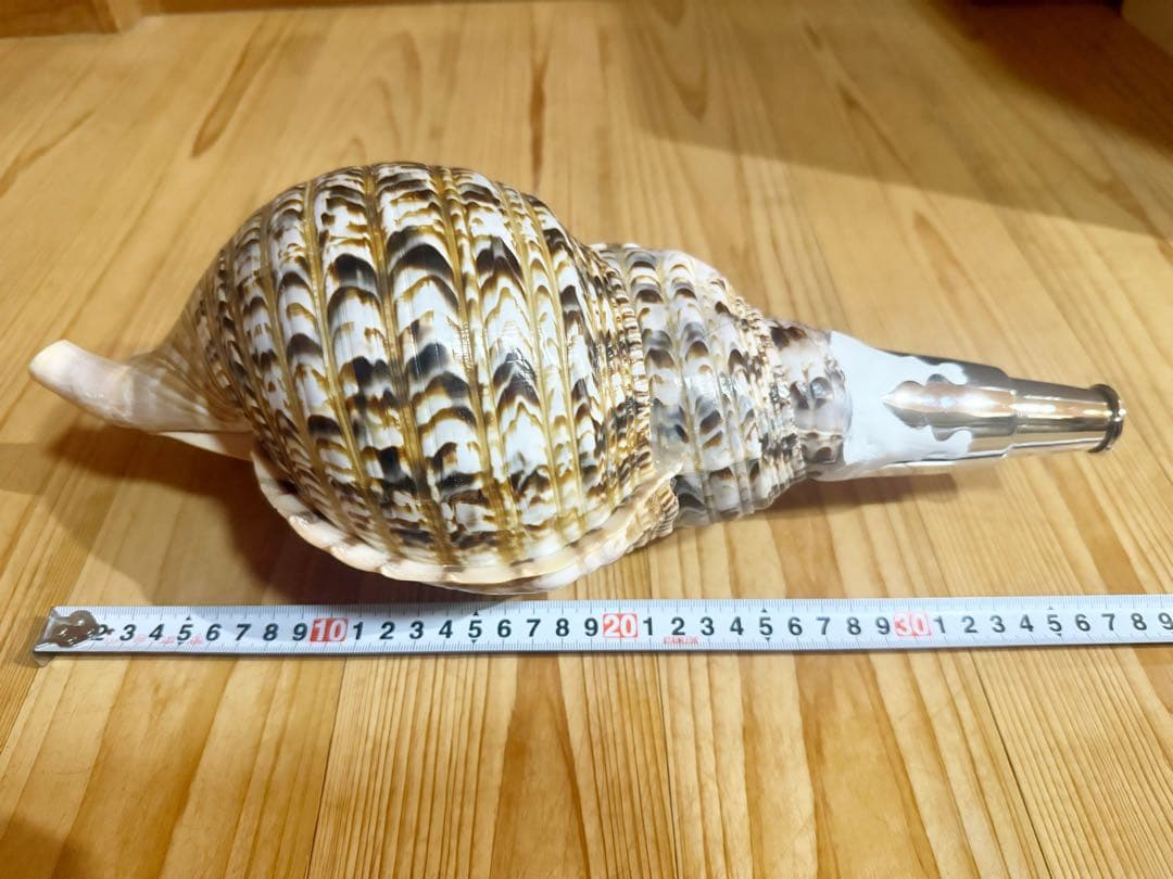 修験道法螺貝37.5㎝　山伏　密教　魔除け　熊よけ❣️ホラガイ　ほら貝