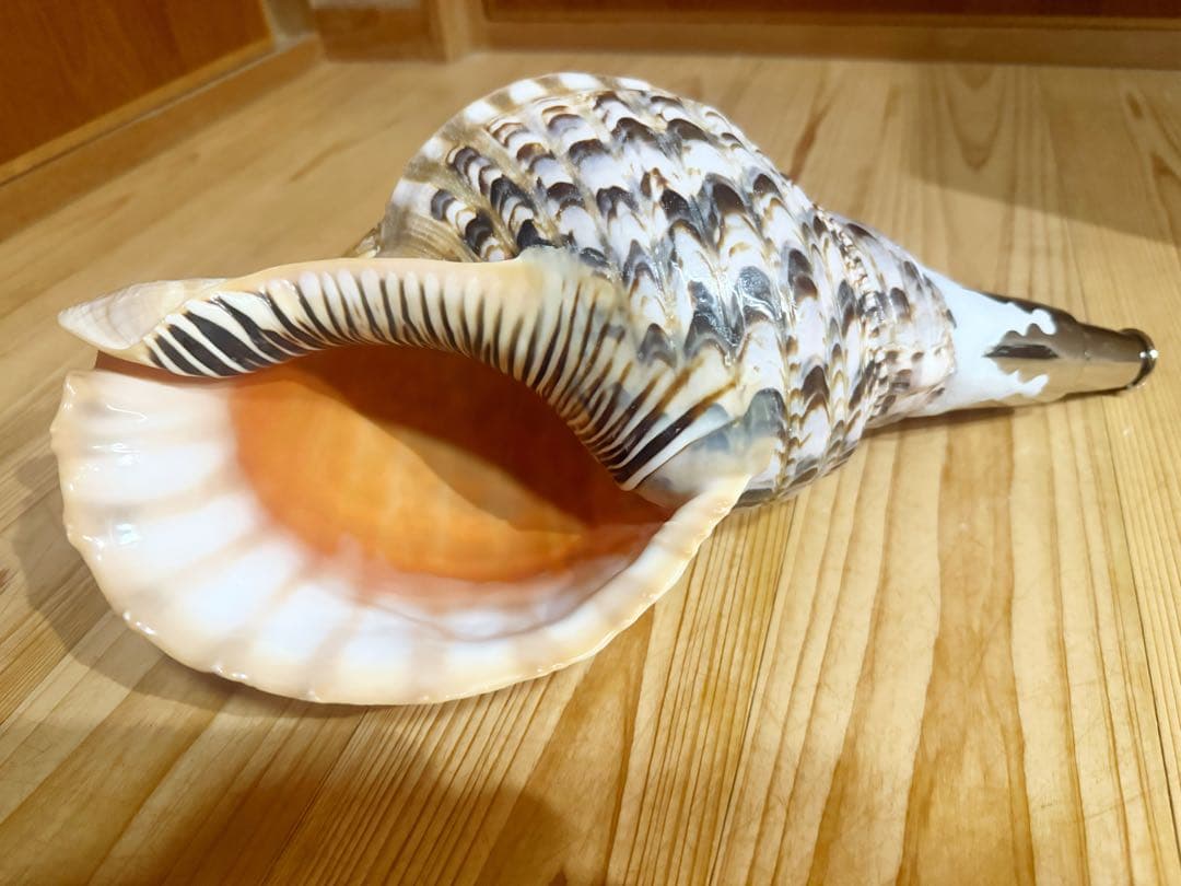 修験道法螺貝37.5㎝　山伏　密教　魔除け　熊よけ❣️ホラガイ　ほら貝