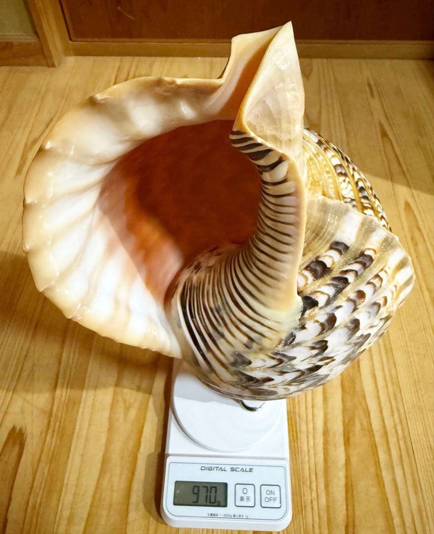 修験道法螺貝37.5㎝　山伏　密教　魔除け　熊よけ❣️ホラガイ　ほら貝