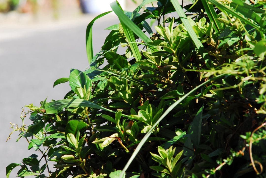 美品 望遠レンズ ニコン Nikon ED AF 300mm F4