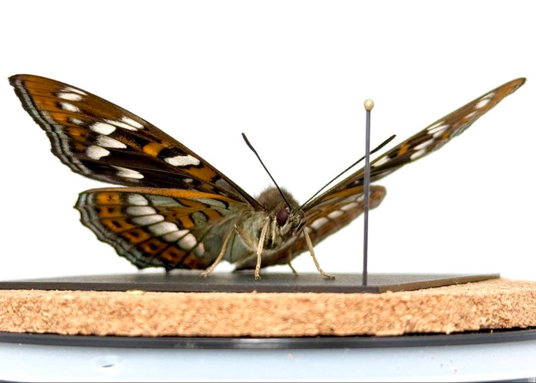 【立体標本】国産蝶　オオイチモンジ　ライブ標本
