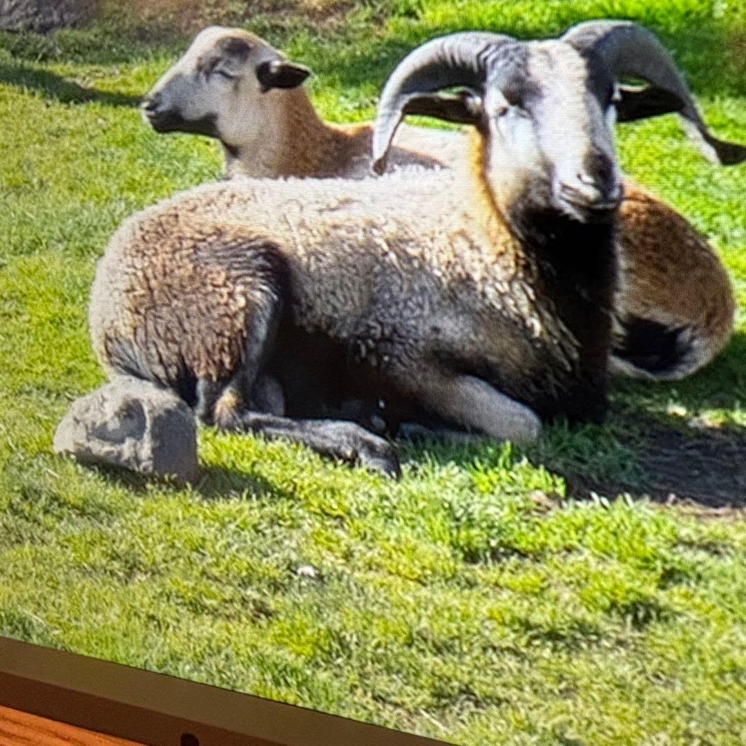 Atmoph window 2 カリモク木製フレーム