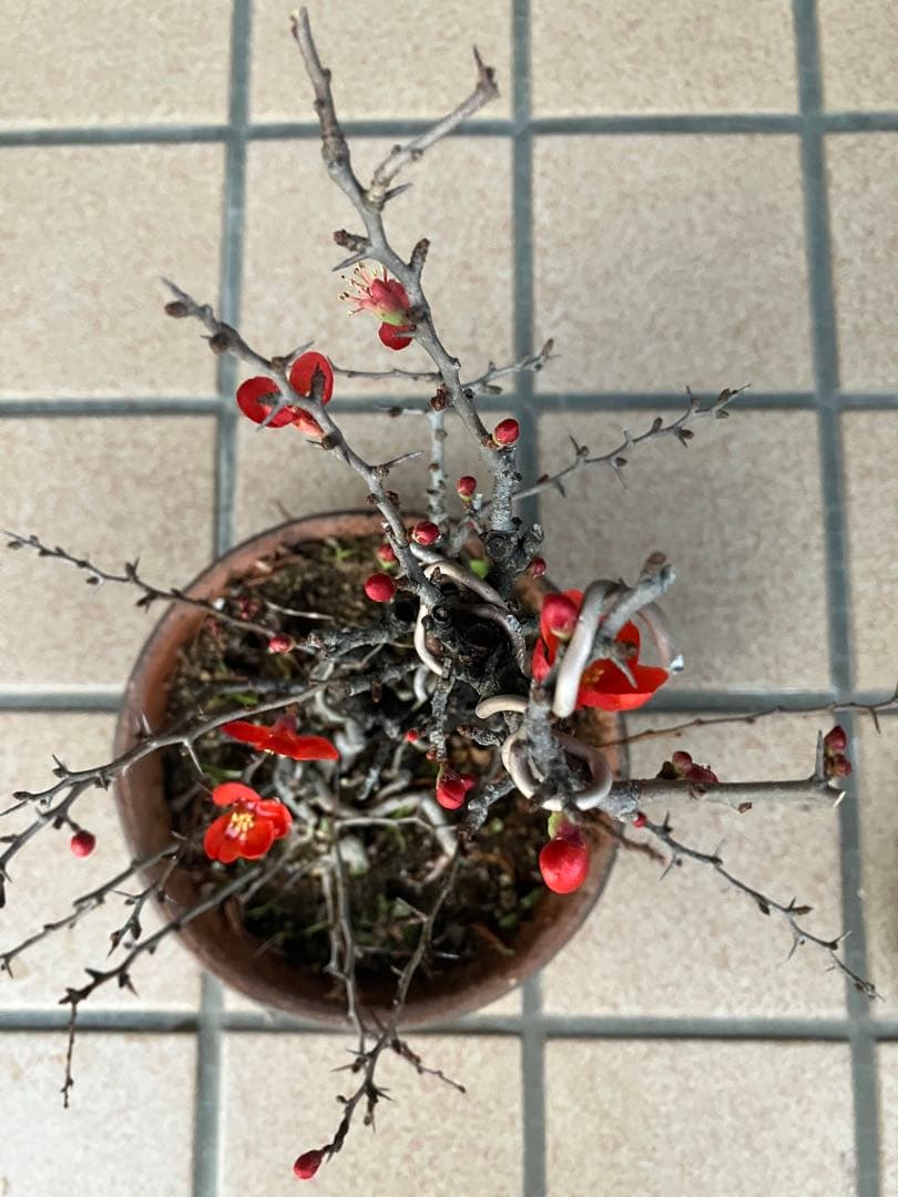 ◉長寿梅盆栽　赤花　沢山の花芽付き　持込の古い古木　極上品　日曜限定の大幅値下げ