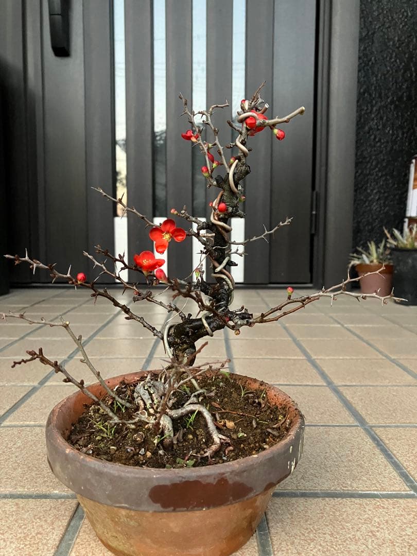 ◉長寿梅盆栽　赤花　沢山の花芽付き　持込の古い古木　極上品　日曜限定の大幅値下げ