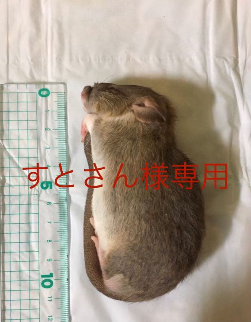 冷凍S100 PS100 F50