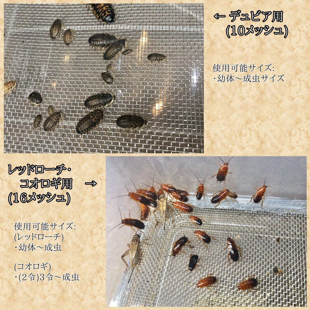 いふ様　S(フル)