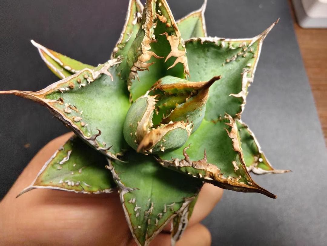 は*る様 アガベ チタノタ 麻花龍 極上強棘 特選美株 ブツブツ コレクシ Li