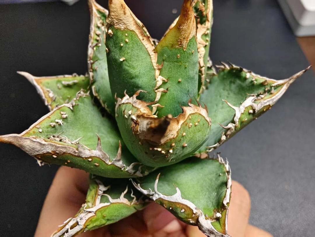 は*る様 アガベ チタノタ 麻花龍 極上強棘 特選美株 ブツブツ コレクシ Li