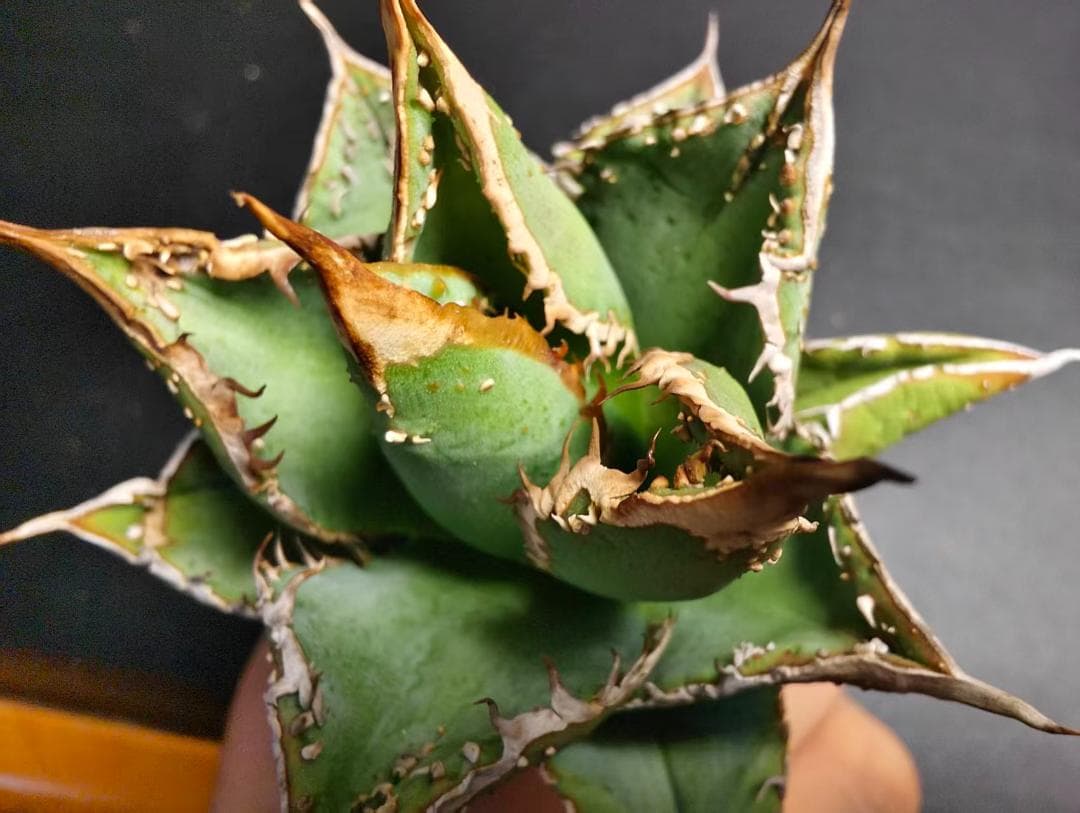 は*る様 アガベ チタノタ 麻花龍 極上強棘 特選美株 ブツブツ コレクシ Li