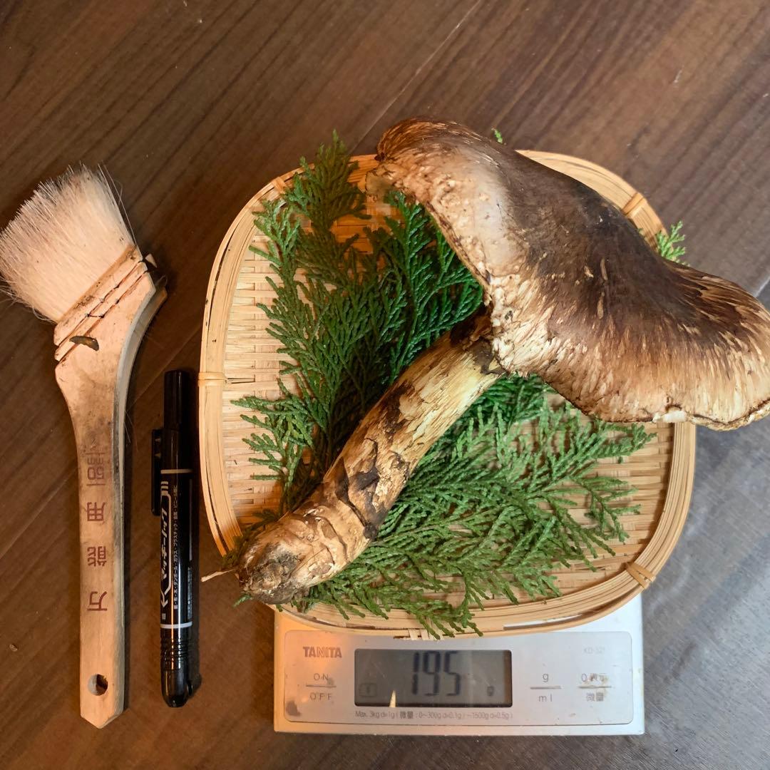 ⑨【岩手県産天然松茸】収穫最終　国産本場　デカ開き採れたて　産地直送　195g