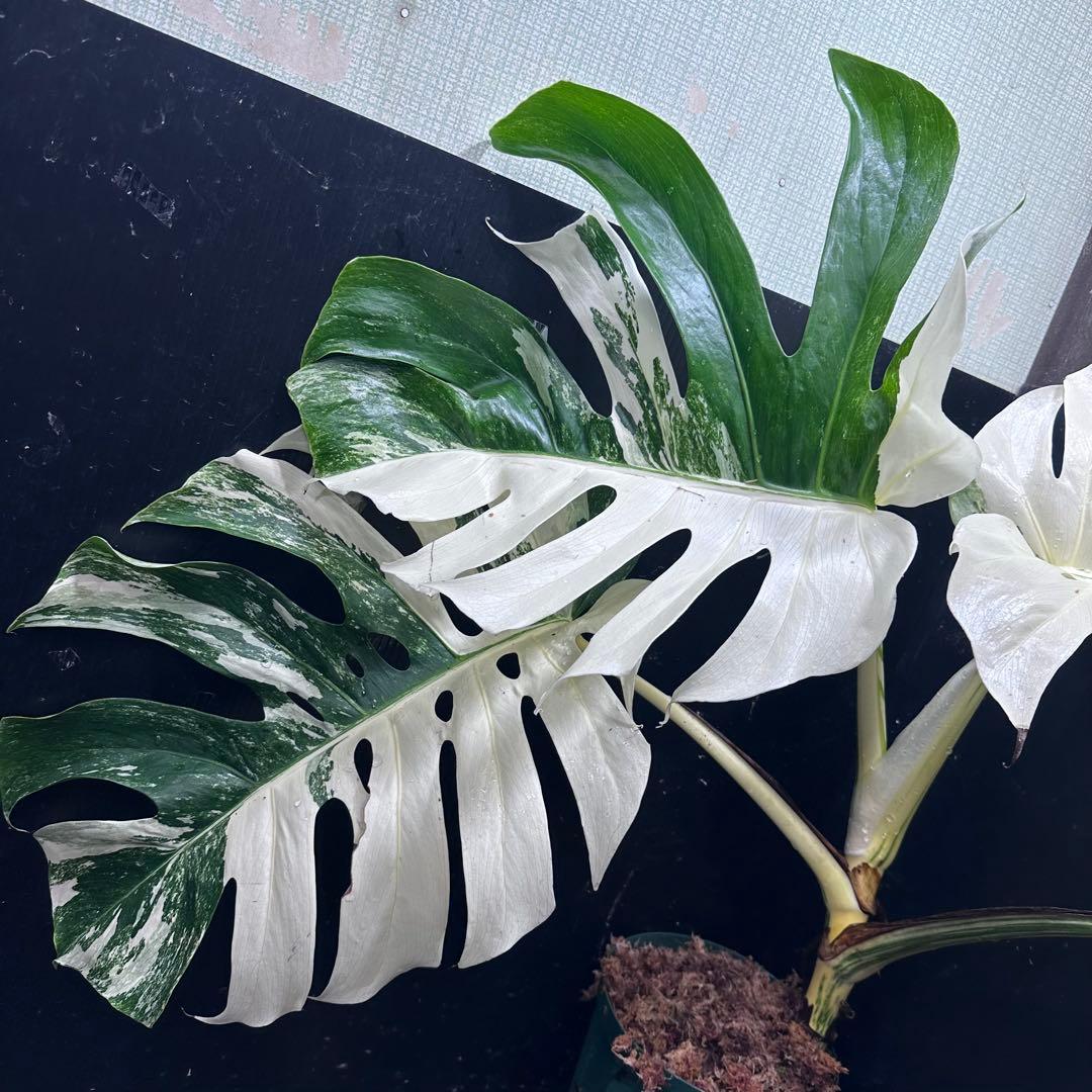 の*ん様 斑入りモンステラ ホワイトタイガー極美大株70cm白斑多