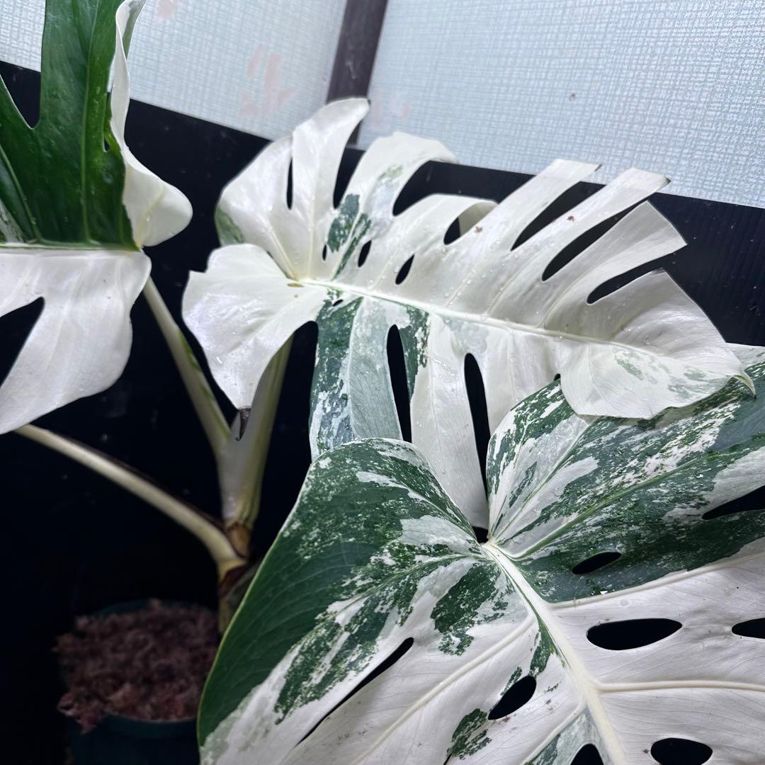 の*ん様 斑入りモンステラ ホワイトタイガー極美大株70cm白斑多