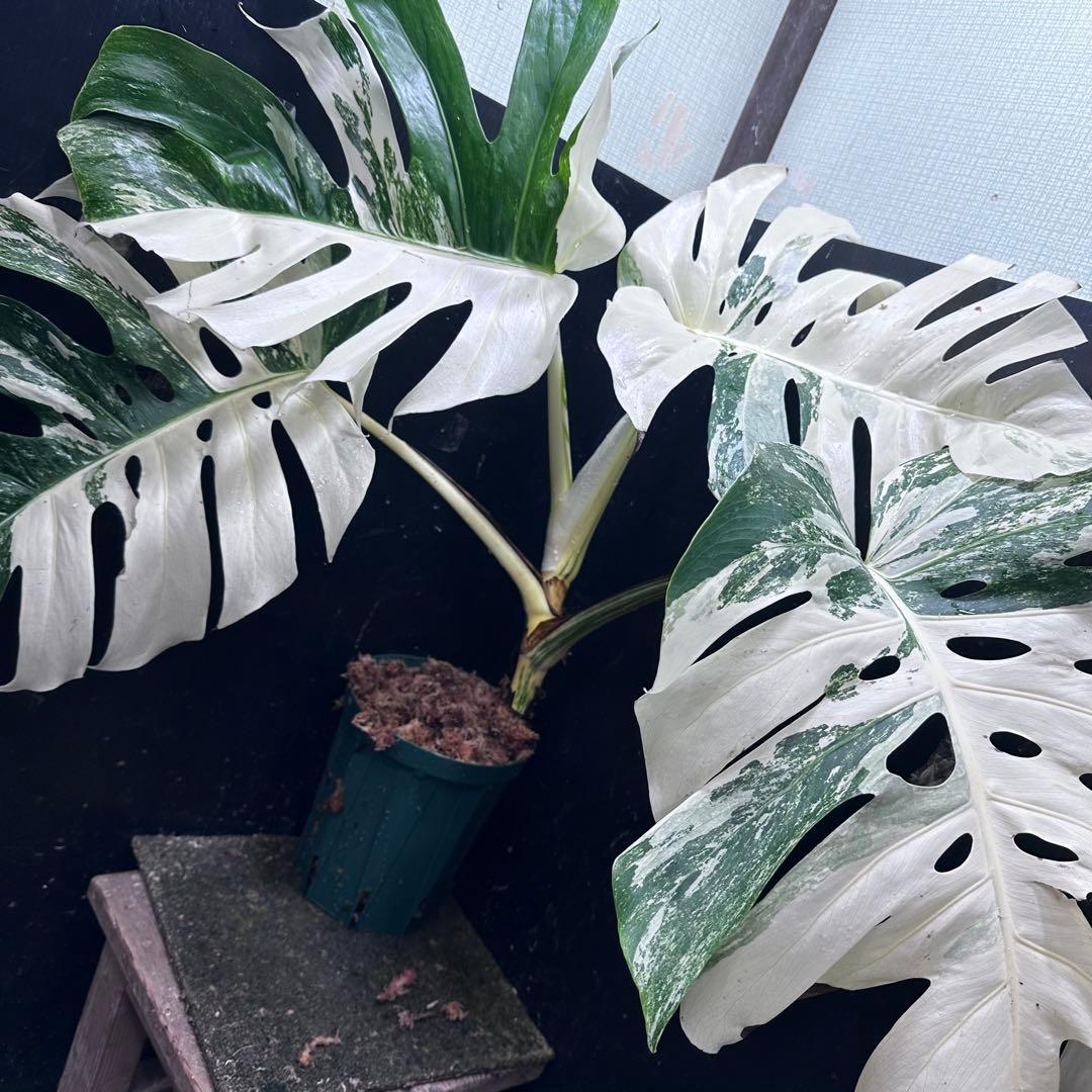 の*ん様 斑入りモンステラ ホワイトタイガー極美大株70cm白斑多