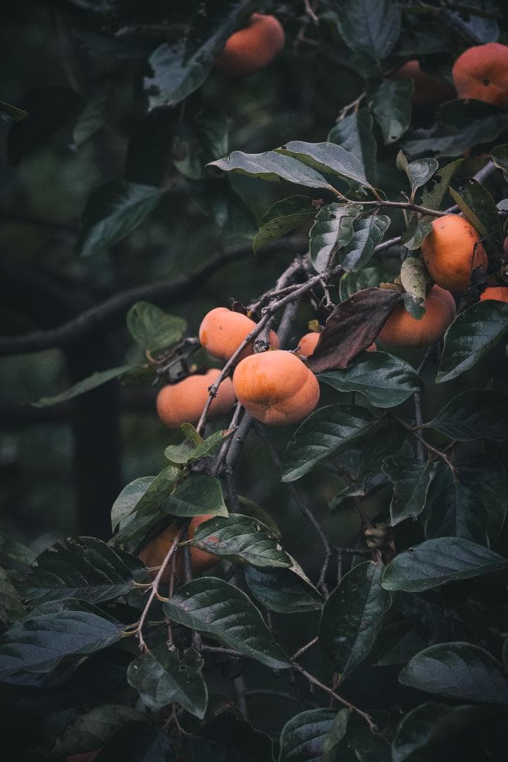希少黒ペイント！Leica Hektor 135mm F4.5 オールドレンズ