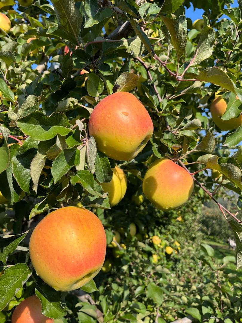 翼きーページ✨10kg