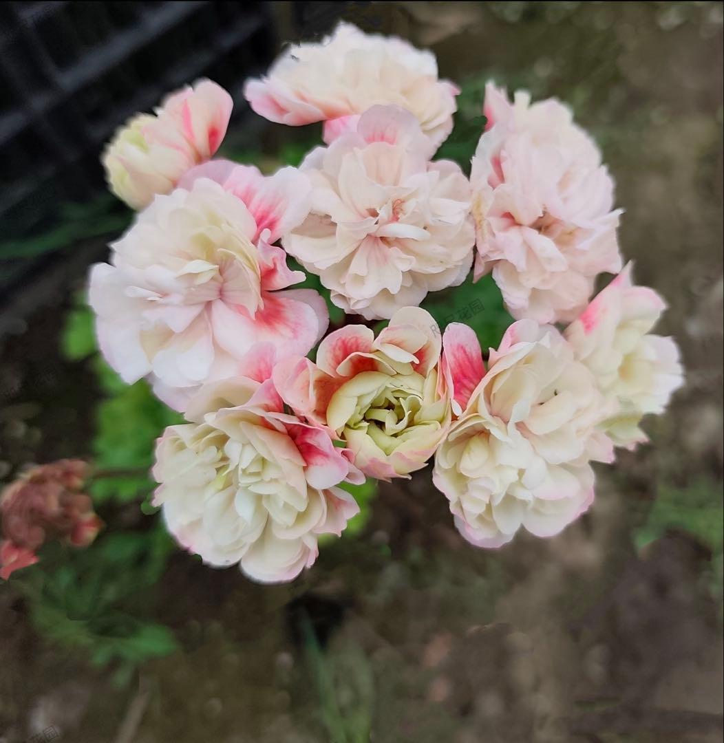 新品珍しいゼラニウム大苗