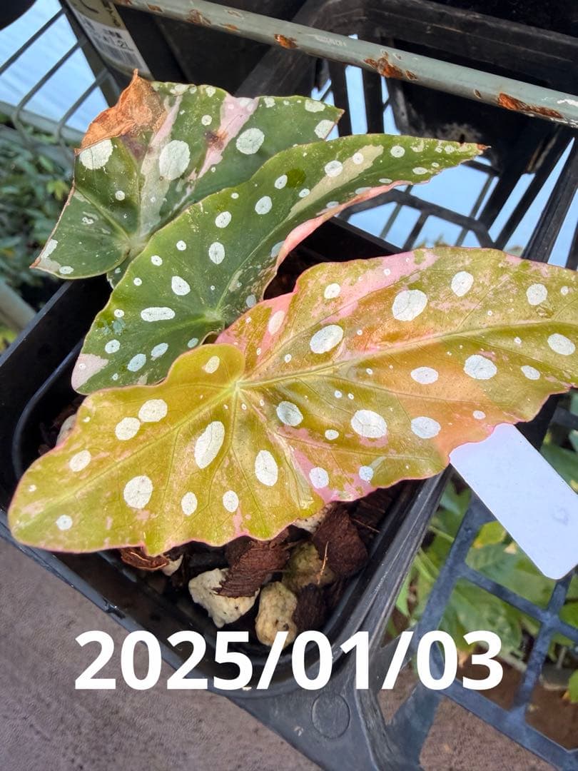 【希少】発根済 挿し木苗 ベゴニア マクラータ 斑入り