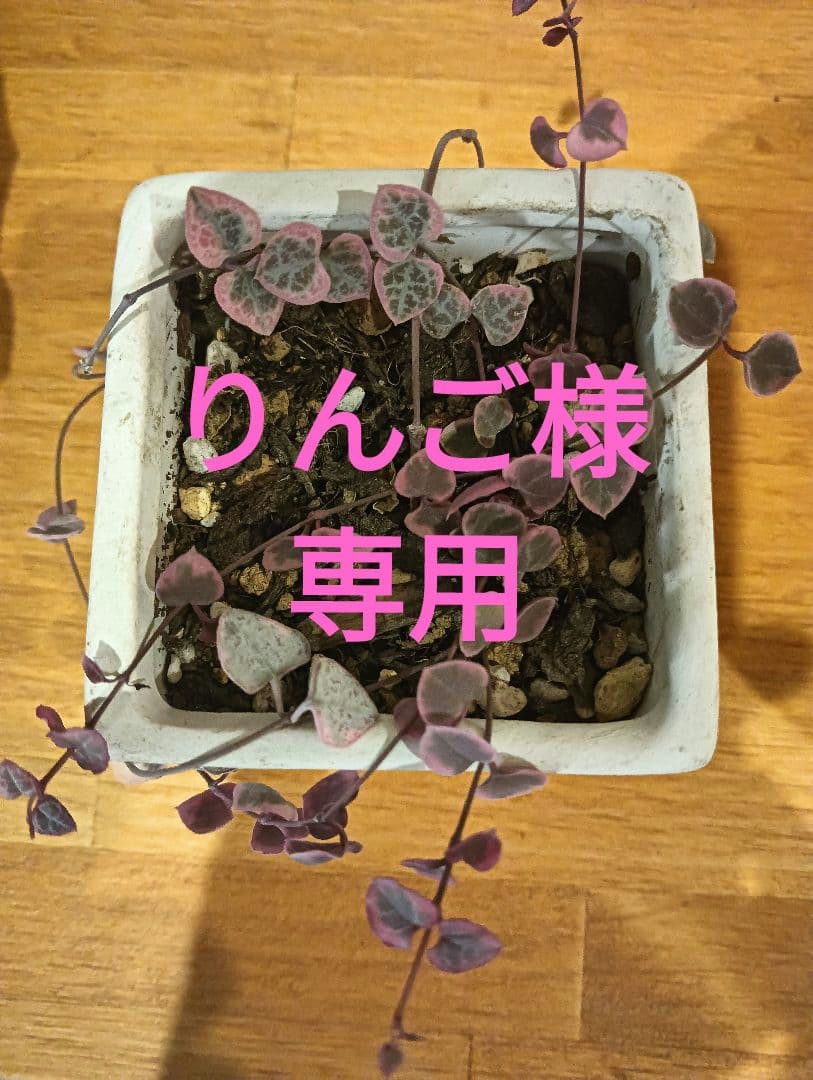 りんごです。ビルケン クレイヴァル39ナロー