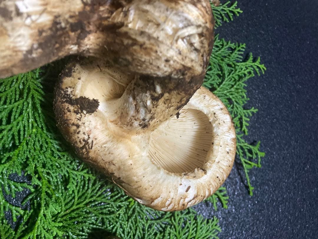 松茸　国産　200g