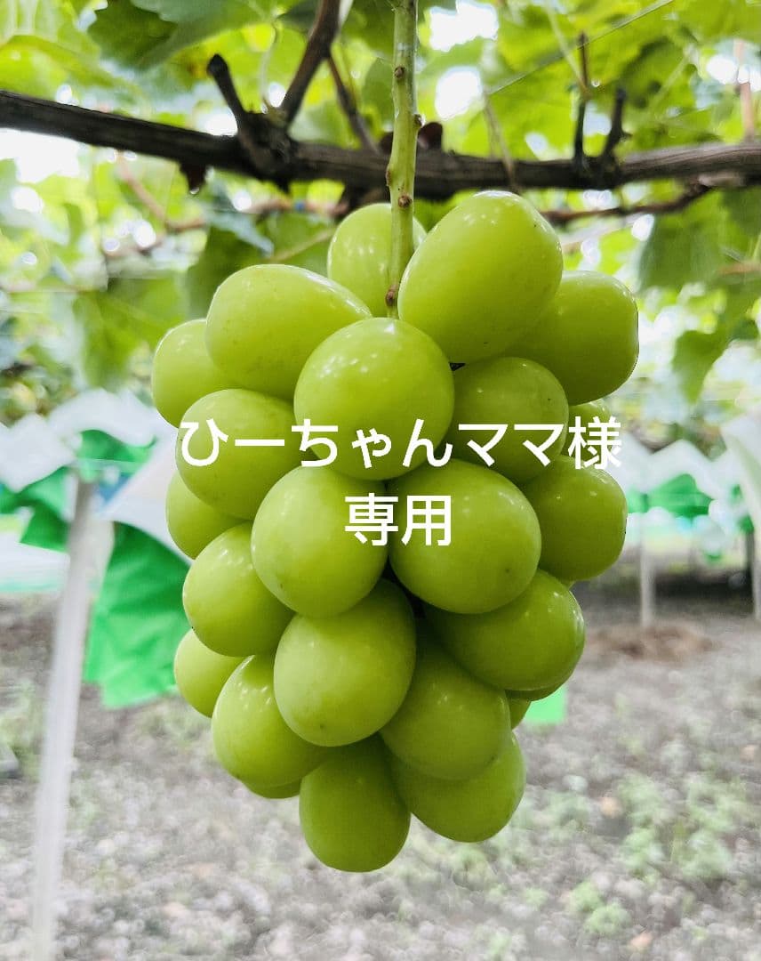 ひーちゃんママページ