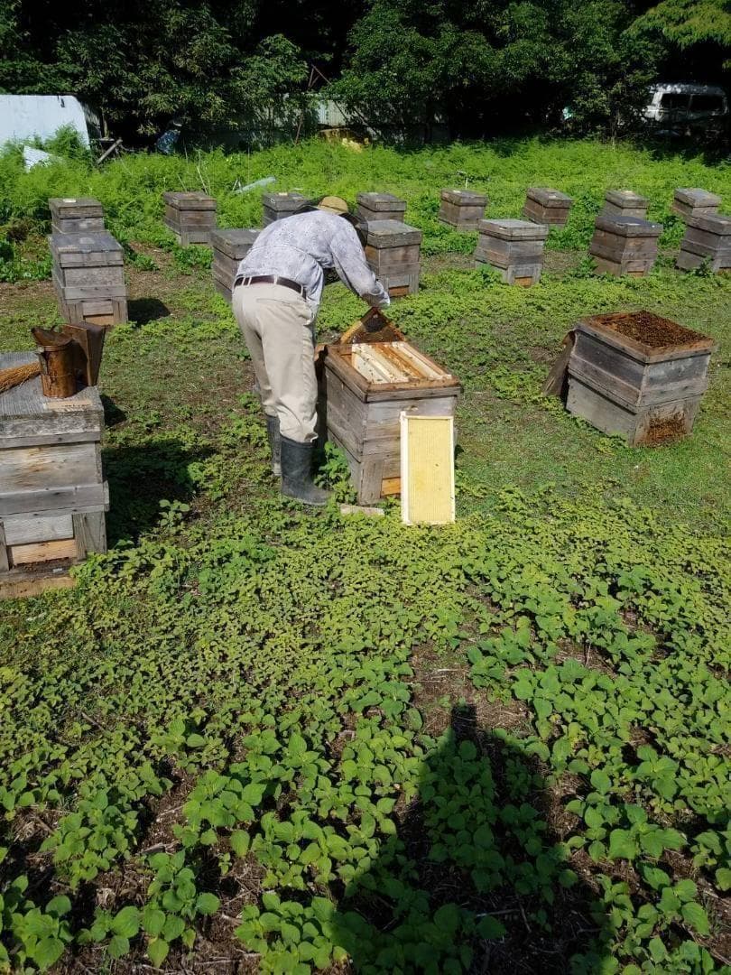 つかもと はちみつ 完熟 生 国産 純粋蜂蜜 無添加 非加熱 600g 24個