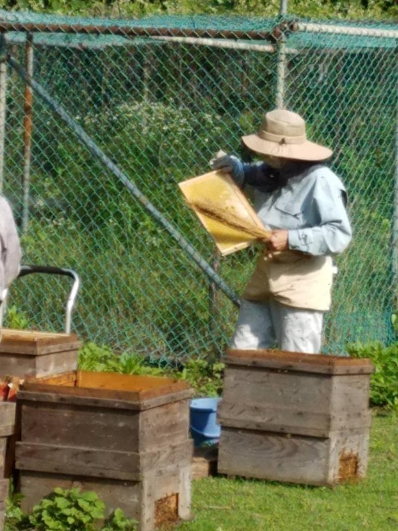 つかもと はちみつ 完熟 生 国産 純粋蜂蜜 無添加 非加熱 600g 24個