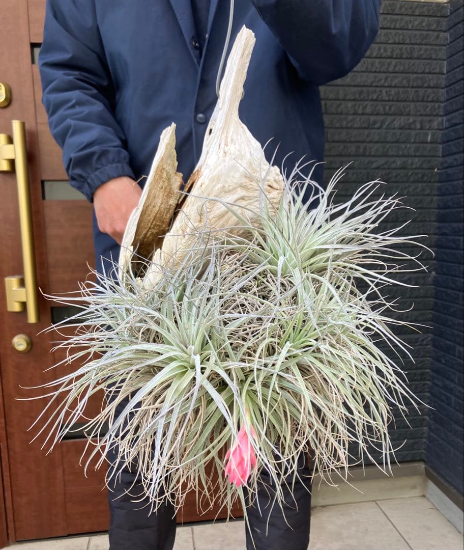 【現品】チランジア　ヒューストン コットンキャンディ　板付き　ＷＲ番