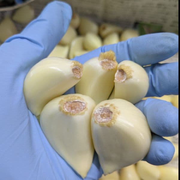 専用　青森県産むきにんにく 小中粒 変形粒 色々 10kg 発芽発根あり