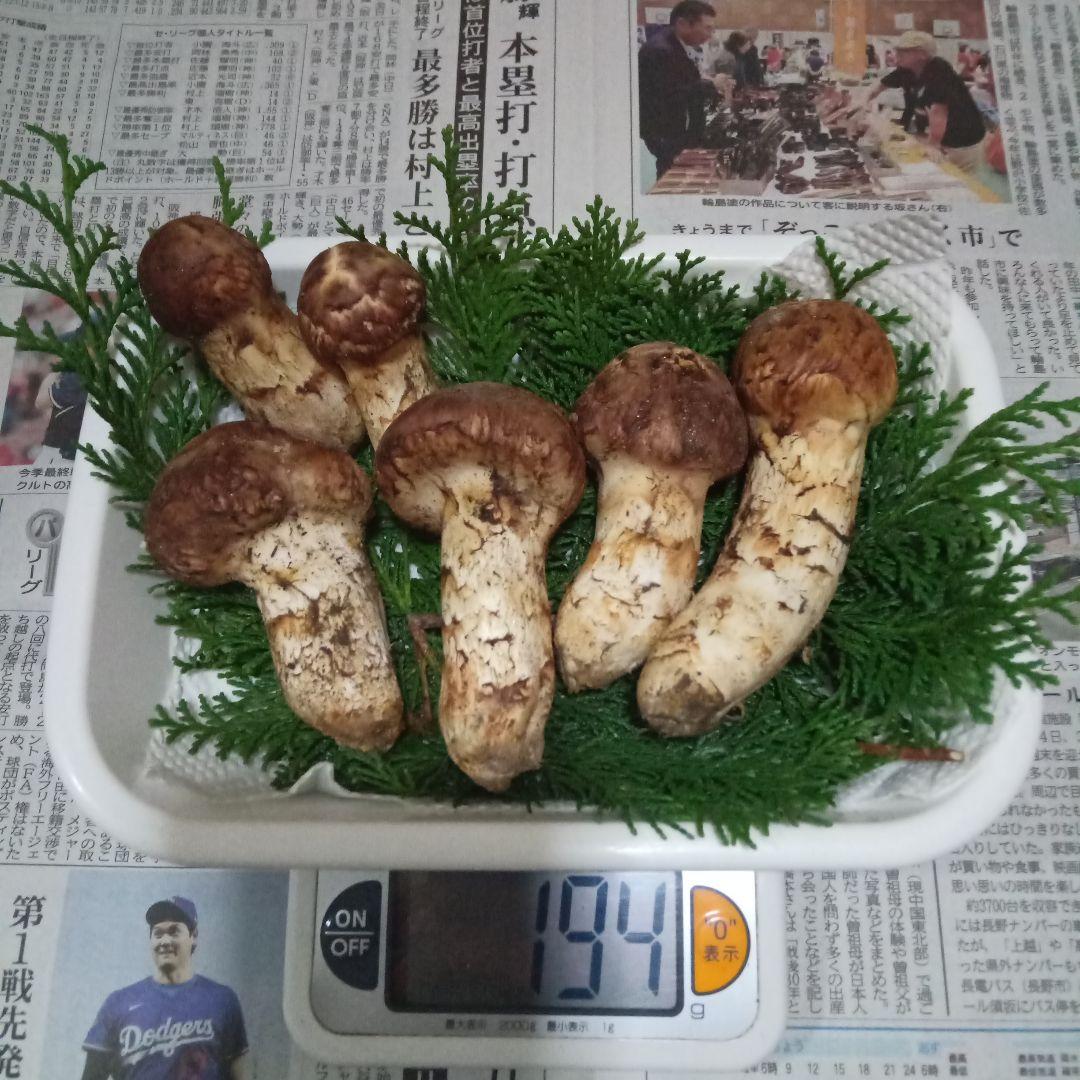 国産 長野県産 松茸 まつたけ 10/13夕採 ④